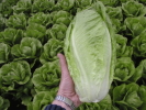 Khazeret ג€” Biblical-era accessible in the Levant Lactuca sativa longifolia (lettuce)